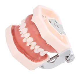 Modelo de Dientes Estándar, Modelo de Dentadura de Demostración Tipodonto Estándar para Adultos con Destornillador, Modelo de Dientes Humanos Estándar Dental para Enseñanza Dental para Niños, Pantalla