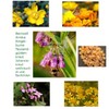 Comfrey Balm - Ointment Extra Strong from the Manufacturer with
