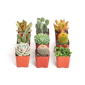 Instant Cactus/Succulent Collection - 8 Plants 2" pots