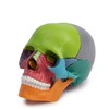 Cranstein A-226 Mini Osteopathy Skull | 15 Pieces | Didactic