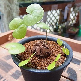 127. African tortoise dragon, a tuberous plant with cute heart-shaped leaves. (Dioscorea elephantipes) 10 seeds