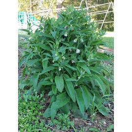 Roots Bocking #4 strain of Russian COMFREY Root Cuttings Non-invasive FREE SHIPPING