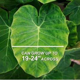 Greenhouse PCA 10 LIVE Colocasia Esculenta Elephant Ear Taro Gabi Kalo Eddo Bulbs READY to GROW