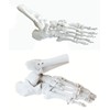 OWLIAN Ankle Skeleton Model, Ankle Freely Movable, Supervised by X-ray