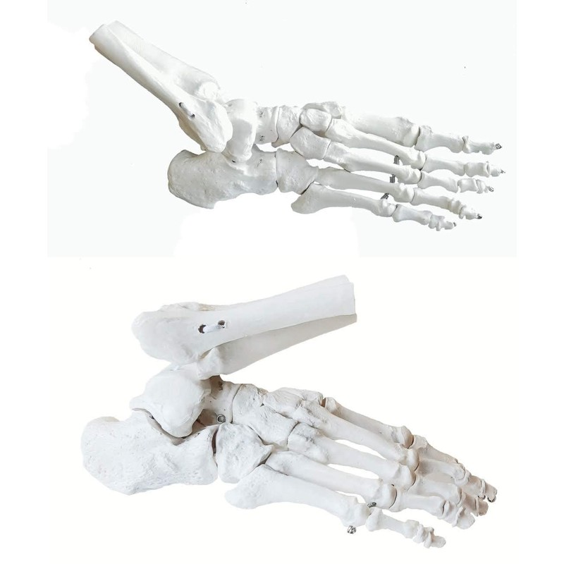 OWLIAN Ankle Skeleton Model, Ankle Freely Movable, Supervised by X-ray