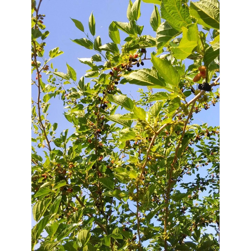 Tree 2 Live Rooted Red Black Mulberry Tree 10-14"Organic Fruit