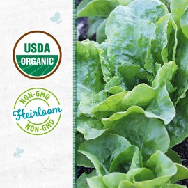 Back to The Roots 100% Organic Seed Packet - Lettuce 'Bibb Butterhead' 420mg
