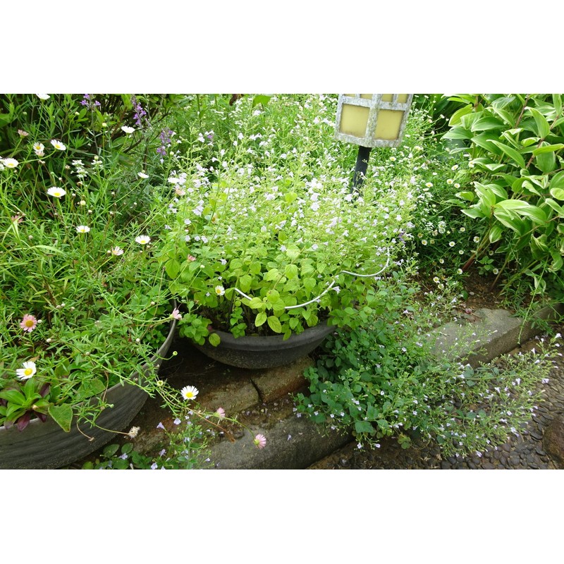 Green Garden (Green Garden) Flower Guard Width 18 X Height