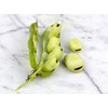 Aquadulce Fava Bean Seeds for Planting, 25 Premium Heirloom Seeds