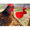 Chicken Waterer PVC Tee Fittings 3/4 Inch (12-Pack) for Threaded