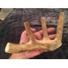 Unbranded Huge COLOSSAL JUMBO CHEWS Whole Deer Antler Dog Chew