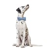 Lionet Paws Bowtie Dog Collar - Comfortable Silk Boy Dog