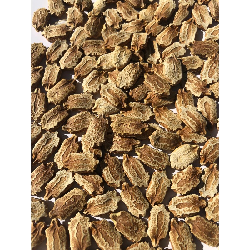 BitterMelon Seed 25pcs BitterMelon Gourd Ampalaya Seed Fresh Harvested US