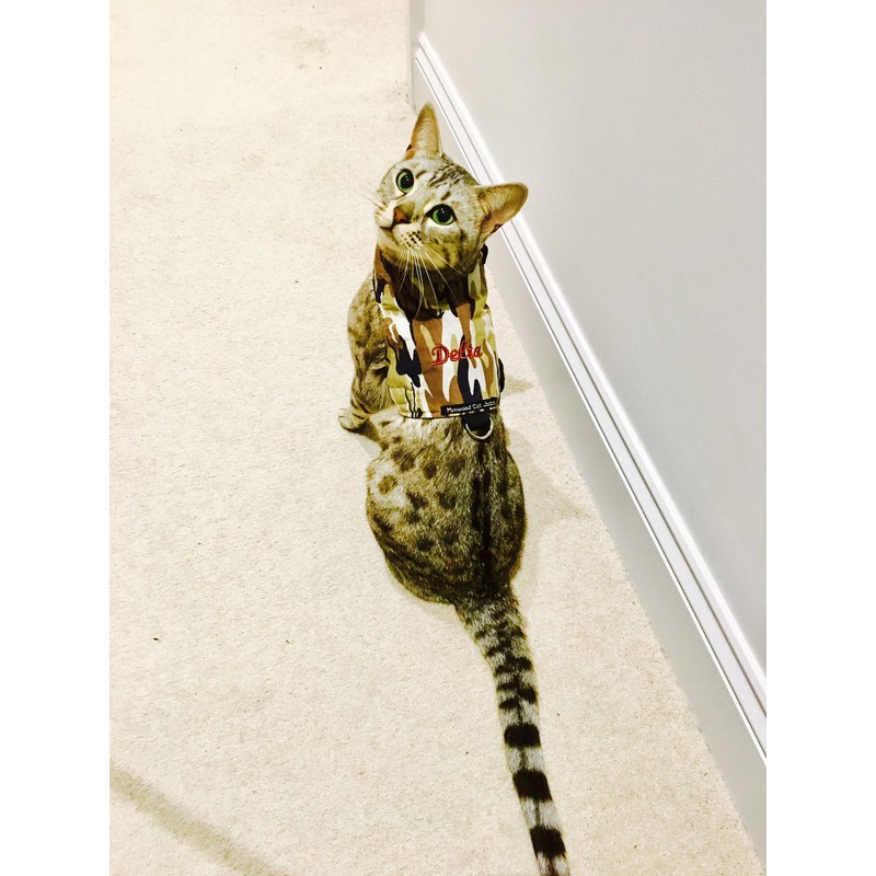 Mynwood Cat Jacket/Harness Desert Storm Combat Adult Cat