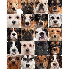 Dog Heads Collage 504 Piece Jigsaw Puzzle 16" X 20"
