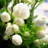 VISTATU 100+ Climbing Jasmine Flower Seeds Fragrant Plant for Planting