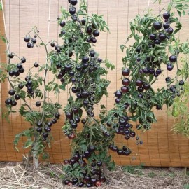 Nygardenia 100pcs European Black Cherry Tomato Seeds - Heirloom, Non-GMO, Rich Flavor.