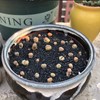 FANTIAN 20 lbs Black Silica Sand. Decorative Aquarium Gravel Substrate