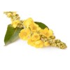 B-EXPERTS GORDOLOBO TE-Mullein Flower Herbs (4 Oz) / Gordolobo flor