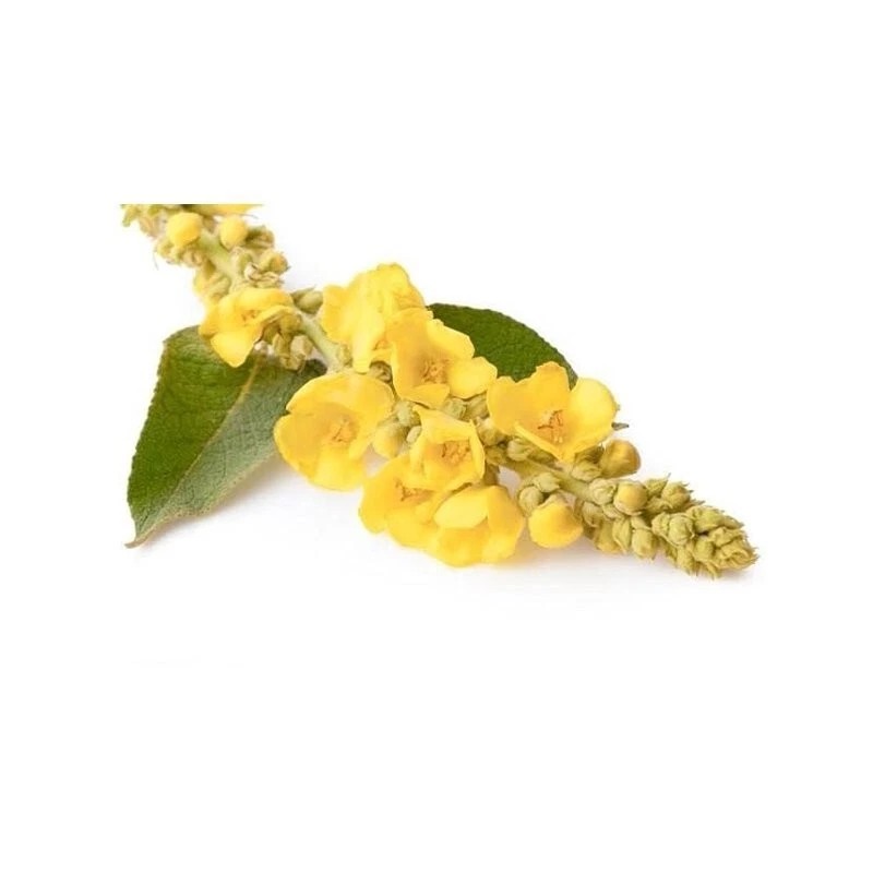 B-EXPERTS GORDOLOBO TE-Mullein Flower Herbs (4 Oz) / Gordolobo flor