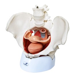 Wellden Product Medical Anatomical Female Pelvis Model with Removable Organs, 6-Part, Life Size