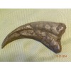 NEW Deinonychus Jurassic park unrestored velociraptor claw replica 7in brown