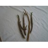 Chaya Cuttings (3) 8-11 inch cuttings from SW Florida