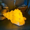 Conch Shell Night Light-Battery Powered LED Night Light for Kids