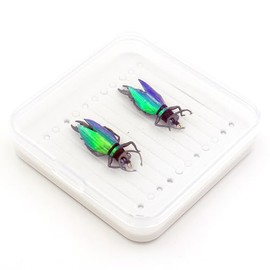 YAZHIDA Fly Fishing Flies, Simulated Insects (Winged Beetle)