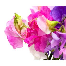 Bijou Mix Sweet Pea Flower, 25 Heirloom Flower Seeds Per Packet, Botanical Name: Lathyrus odoratus, Isla's Garden Seeds