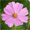 Seed Needs, Pinkie Cosmos Seeds - 400 Heirloom Seeds for