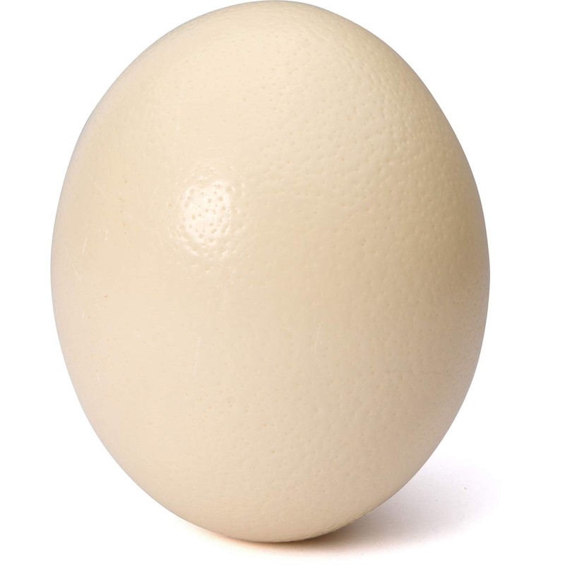 Premium Ostrich Eggshell (Grade A, Large Size)