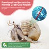 Snout and Shell Hermit Crab Probiotic - 4 oz -