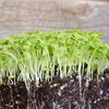 Green Mustard Microgreens Seeds - 1 Oz ~18,000 Seeds -