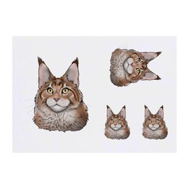 4 x 'Maine Coon Cat Head' Temporary Tattoos - Water Resistant, Skin-Safe, Non-Toxic Transfers, Mixed Sizes (TO00041055)
