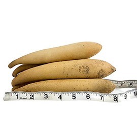 Box of Banana Gourds -10 dried gourds - Perfect for Crafting