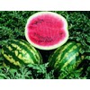 Seeds4planting - Seeds Watermelon Crimson Sweet Giant Heirloom Vegetable Non