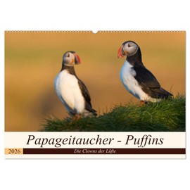 Puffins Puffins (Wall Calendar 2026 DIN A2 Landscape), CALVENDO Monthly Calendar