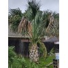 Fresh Texas Sabal Palm Tree Seeds Cold Hearty Fresh And