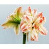 Striped Echo Amaryllis Bulb - Triple Blooms with Red Stripes