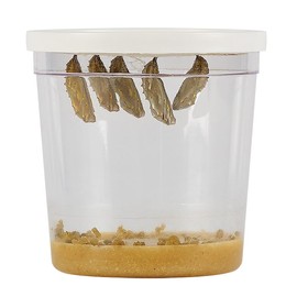 Insect Lore Cup of Caterpillars | 5 Live Caterpillars for Butterfly Garden | Refill for Painted Lady Butterfly Kit | Stickers & Chrysalis Log | STEM Learning Activity
