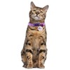 Purple Cat Collar with Bell, Pretty Female Puppy Collars with