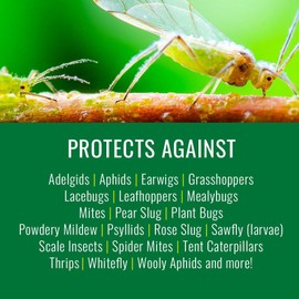 Natria Insecticidal Soap, Ready-to-Use Garden Bug Treatment, Insect Killer for Indoor and Outdoor Plants, 24 Ounce