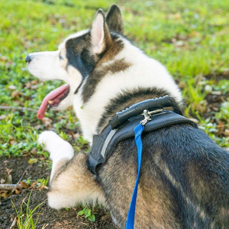Hi Kiss Dog/Puppy Obedience Recall Training Agility Lead/ Leash -