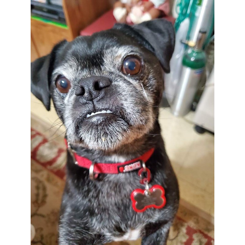 LuckyPet Klippy Pet Tag Quick Clips - Cat & Dog