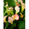 Calla Lily Seeds Beautiful Flowers - 100 Pcs Seeds