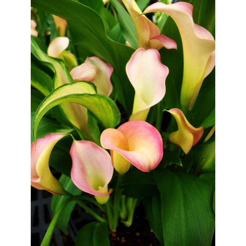 Calla Lily Seeds Beautiful Flowers - 100 Pcs Seeds