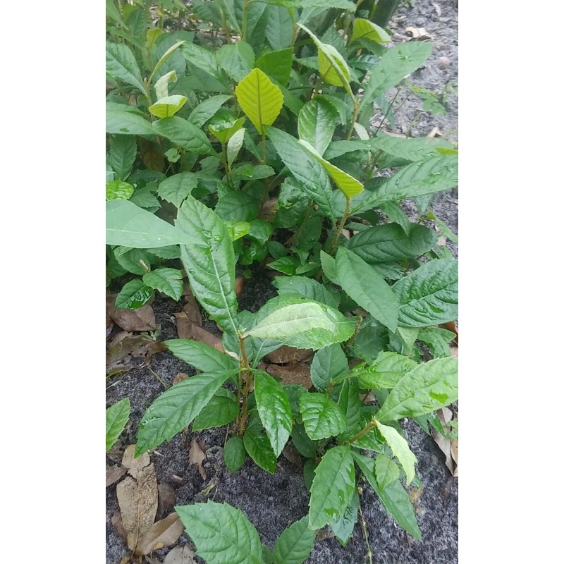 Japanese Plum Tree 2 Rooted Plants 4-8Japanese Plum Tree Organic