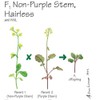 Brassica rapa Wisconsin Fast Plants, F1 Hairless Non-Purple Stem Seed,