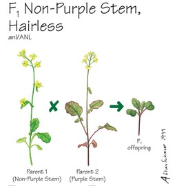 Brassica rapa Wisconsin Fast Plants, F1 Hairless Non-Purple Stem Seed, Pack of 200